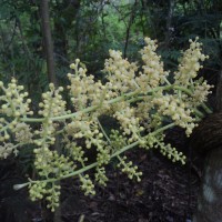 Anamirta cocculus (L.) Wight & Arn.